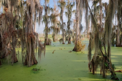 Picture of CYPRESS TREES DRAPED IN SPANISH MOSS-CIRCLE B RANCH-POLK COUNTY-FLORIDA