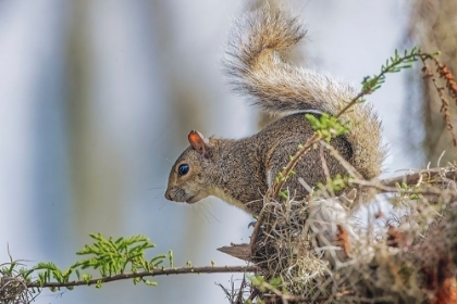 Picture of EASTERN GRAY SQUIRREL-CIRCLE B RANCH-FLORIDA