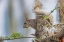 Picture of EASTERN GRAY SQUIRREL-CIRCLE B RANCH-FLORIDA