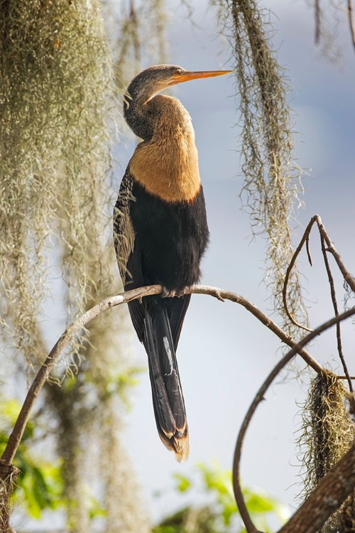 Picture of FEMALE ANHINGA CIRCLE B RANCH-FLORIDA