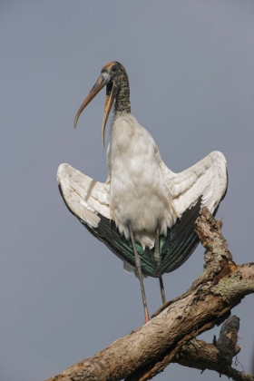 Picture of WOOD STORK-CIRCLE B RANCH-FLORIDA