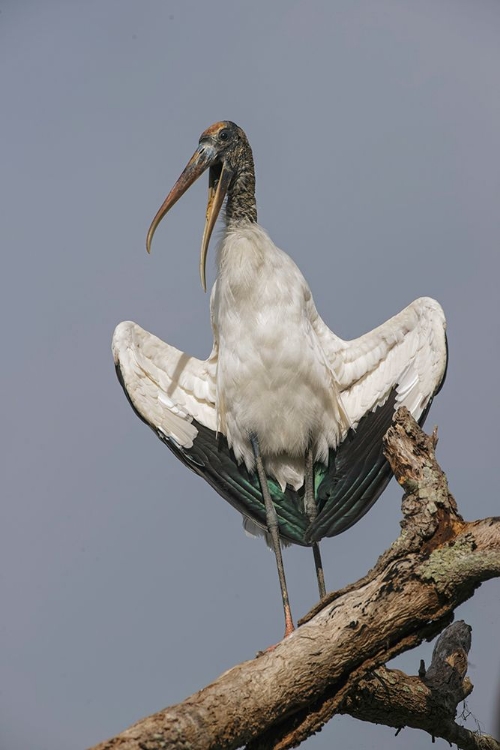 Picture of WOOD STORK-CIRCLE B RANCH-FLORIDA