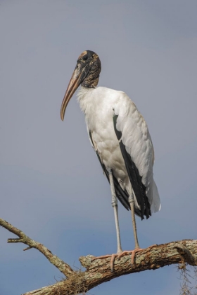 Picture of WOOD STORK-CIRCLE B RANCH-FLORIDA