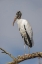 Picture of WOOD STORK-CIRCLE B RANCH-FLORIDA