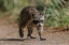 Picture of RACCOON WALKING-CIRCLE B RANCH-FLORIDA