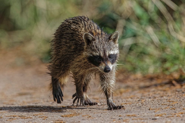 Picture of RACCOON WALKING-CIRCLE B RANCH-FLORIDA