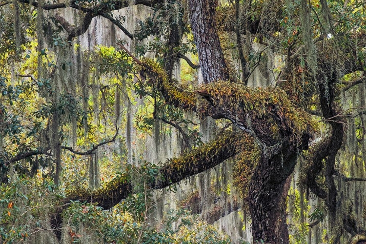 Picture of LIVE OAK TREES DRAPED IN SPANISH MOSS-POLK COUNTY-FLORIDA