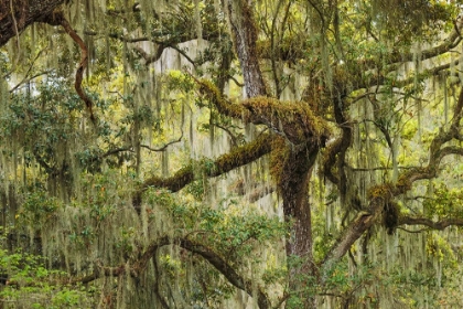Picture of LIVE OAK TREES DRAPED IN SPANISH MOSS-POLK COUNTY-FLORIDA