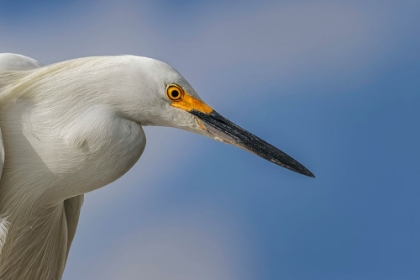Picture of SNOWY EGRET-FLORIDA