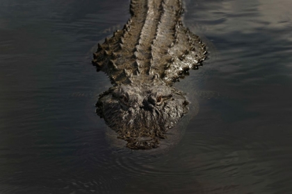 Picture of AMERICAN ALLIGATOR-MYAKKA RIVER STATE PARK-FLORIDA