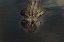 Picture of AMERICAN ALLIGATOR-MYAKKA RIVER STATE PARK-FLORIDA