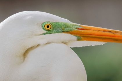 Picture of GREAT EGRET IN BREEDING PLUMAGE-SOUTH FLORIDA