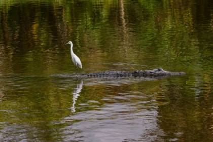 Picture of SNOWY EGRET RIDING ON TOP OF AMERICAN ALLIGATOR-FLORIDA