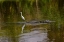 Picture of SNOWY EGRET RIDING ON TOP OF AMERICAN ALLIGATOR-FLORIDA