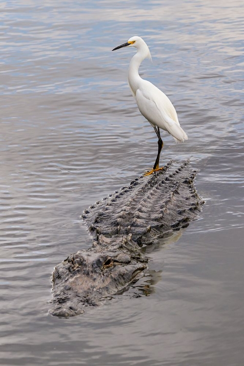 Picture of SNOWY EGRET RIDING ON TOP OF AMERICAN ALLIGATOR-FLORIDA