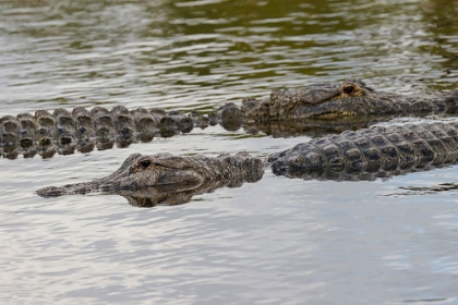 Picture of AMERICAN ALLIGATORS-MYAKKA RIVER STATE PARK-FLORIDA