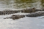 Picture of AMERICAN ALLIGATORS-MYAKKA RIVER STATE PARK-FLORIDA