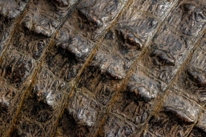 Picture of AMERICAN ALLIGATOR SCALE PATTERN CLOSE-UP-MYAKKA RIVER STATE PARK-FLORIDA