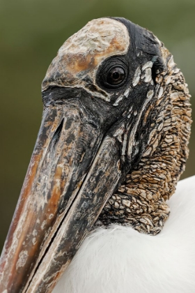 Picture of WOOD STORK-CIRCLE B RANCH-FLORIDA