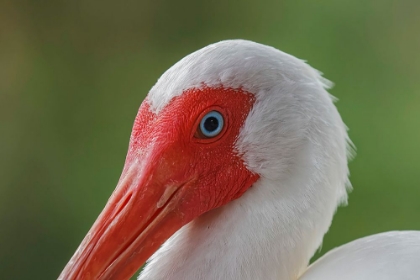 Picture of AMERICAN WHITE IBIS MYAKKA RIVER STATE PARK-FLORIDA