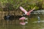 Picture of ROSEATE SPOONBILL FLYING-MERRITT ISLAND NATIONAL WILDLIFE REFUGE-FLORIDA