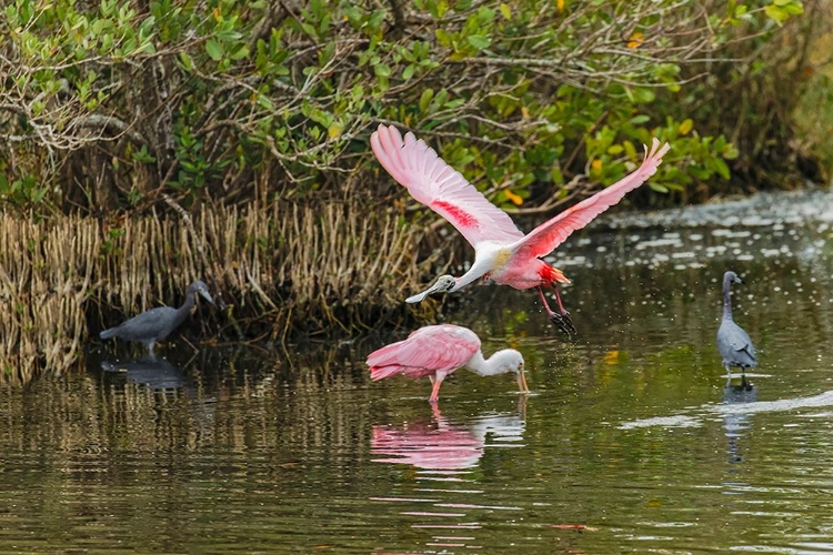 Picture of ROSEATE SPOONBILL FLYING-MERRITT ISLAND NATIONAL WILDLIFE REFUGE-FLORIDA