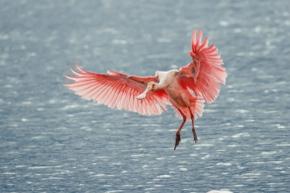 Picture of ROSEATE SPOONBILL LANDING-MERRITT ISLAND NATIONAL WILDLIFE REFUGE-FLORIDA