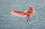 Picture of ROSEATE SPOONBILL LANDING-MERRITT ISLAND NATIONAL WILDLIFE REFUGE-FLORIDA