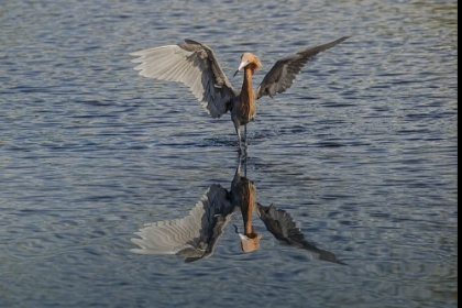 Picture of REDDISH EGRET FISHING-MERRITT ISLAND NATIONAL WILDLIFE REFUGE-FLORIDA