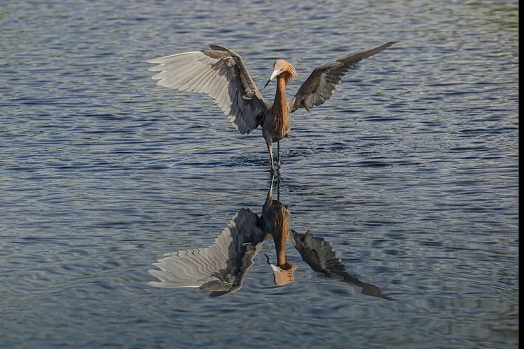 Picture of REDDISH EGRET FISHING-MERRITT ISLAND NATIONAL WILDLIFE REFUGE-FLORIDA