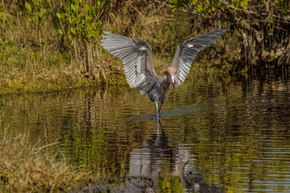 Picture of REDDISH EGRET FISHING-MERRITT ISLAND NATIONAL WILDLIFE REFUGE-FLORIDA