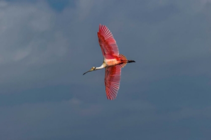 Picture of ROSEATE SPOONBILL FLYING-MERRITT ISLAND NATIONAL WILDLIFE REFUGE-FLORIDA