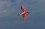 Picture of ROSEATE SPOONBILL FLYING-MERRITT ISLAND NATIONAL WILDLIFE REFUGE-FLORIDA