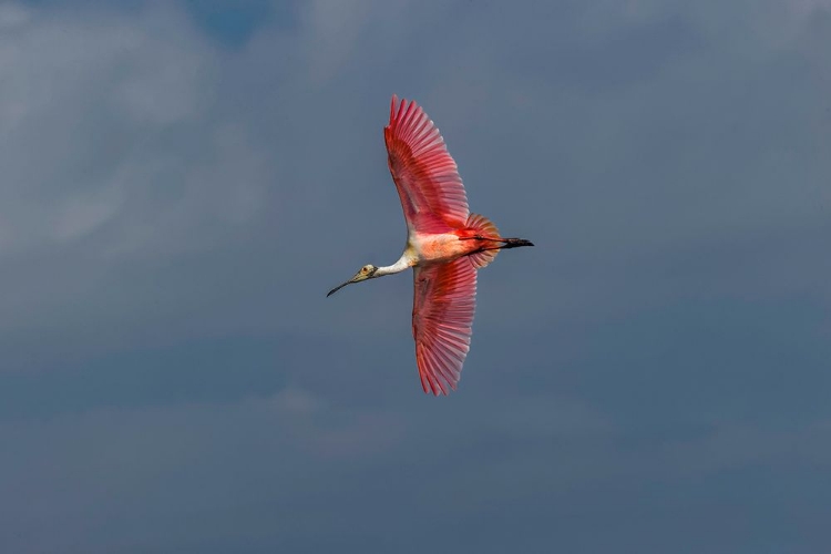 Picture of ROSEATE SPOONBILL FLYING-MERRITT ISLAND NATIONAL WILDLIFE REFUGE-FLORIDA
