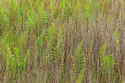 Picture of FERNS AND GRASS PATTERN-MERRITT ISLAND NATIONAL WILDLIFE REFUGE-FLORIDA