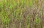 Picture of FERNS AND GRASS PATTERN-MERRITT ISLAND NATIONAL WILDLIFE REFUGE-FLORIDA