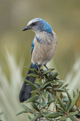 Picture of FLORIDA SCRUB JAY-MERRITT ISLAND NATIONAL WILDLIFE REFUGE-FLORIDA