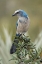Picture of FLORIDA SCRUB JAY-MERRITT ISLAND NATIONAL WILDLIFE REFUGE-FLORIDA