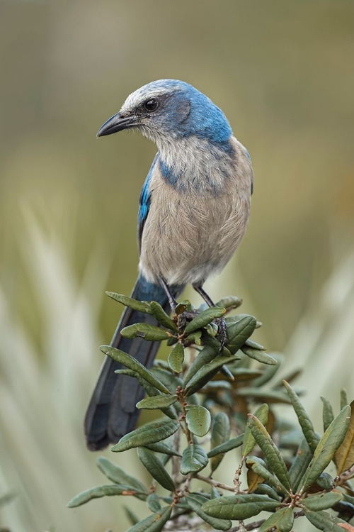 Picture of FLORIDA SCRUB JAY-MERRITT ISLAND NATIONAL WILDLIFE REFUGE-FLORIDA