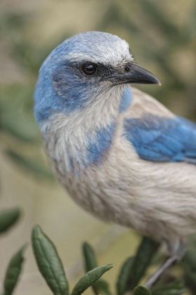 Picture of FLORIDA SCRUB JAY-MERRITT ISLAND NATIONAL WILDLIFE REFUGE-FLORIDA