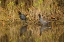 Picture of PAIR OF MOORHENS-MERRITT ISLAND NATIONAL WILDLIFE REFUGE-FLORIDA