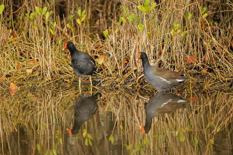 Picture of PAIR OF MOORHENS-MERRITT ISLAND NATIONAL WILDLIFE REFUGE-FLORIDA