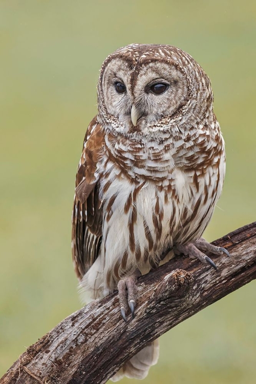 Picture of BARRED OWL-STRIX VARIA-FLORIDA