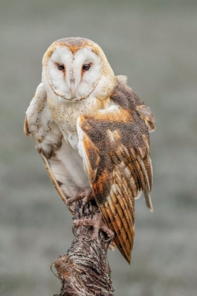 Picture of BARN OWL-TYTO ALBA-FLORIDA