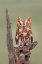 Picture of EASTERN SCREECH OWL-FLORIDA