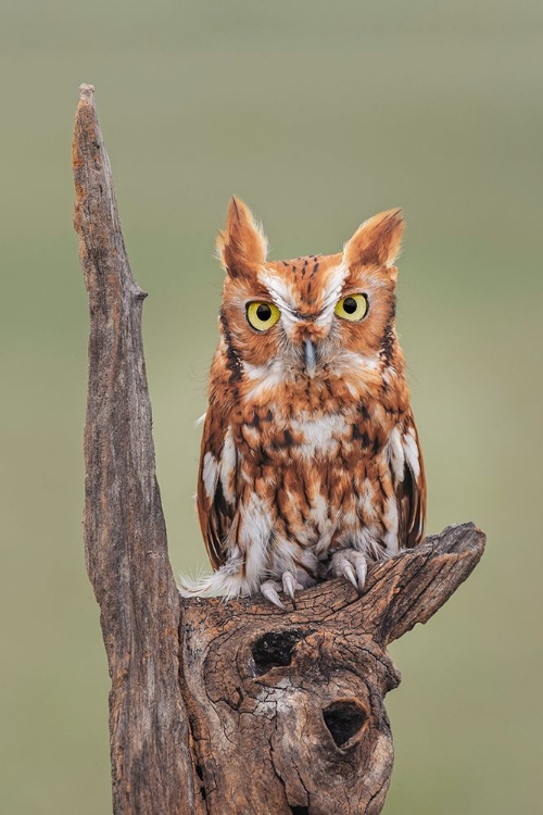 Picture of EASTERN SCREECH OWL-FLORIDA