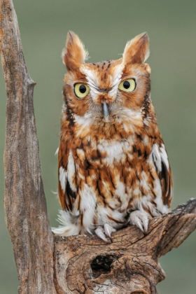 Picture of EASTERN SCREECH OWL-FLORIDA