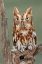 Picture of EASTERN SCREECH OWL-FLORIDA