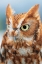 Picture of EASTERN SCREECH OWL-FLORIDA