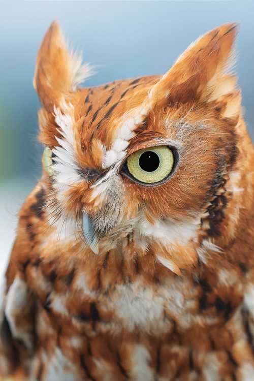 Picture of EASTERN SCREECH OWL-FLORIDA